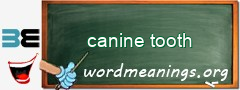 WordMeaning blackboard for canine tooth